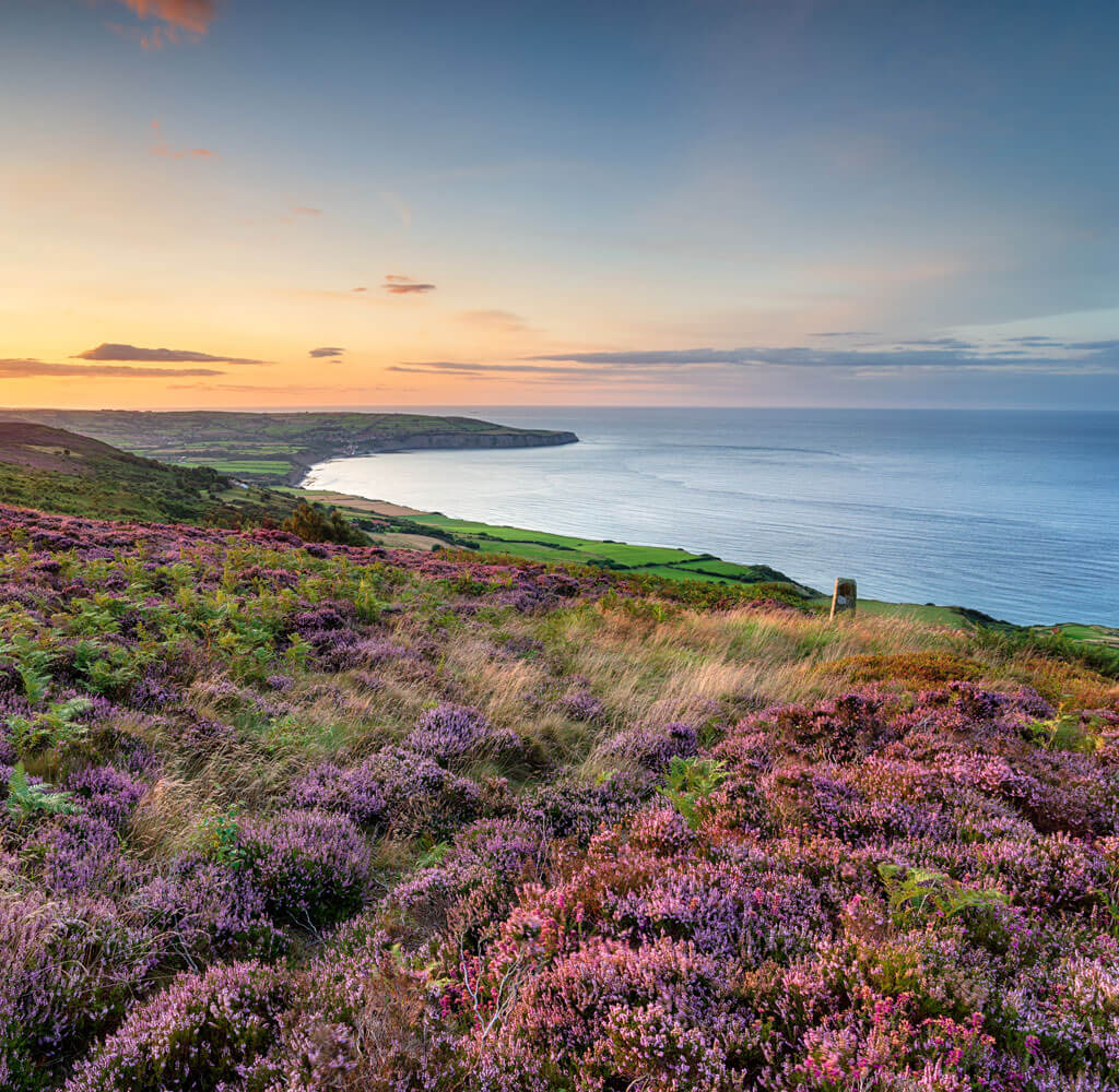 Heather on North Yorkshire Moors Coastline