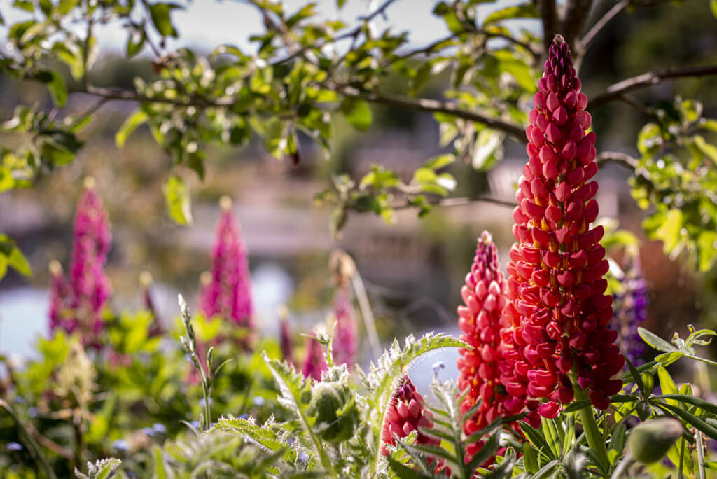 Flower Gardens - The Lakes