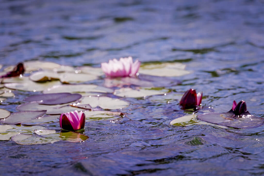 Water Lilies - The Lakes