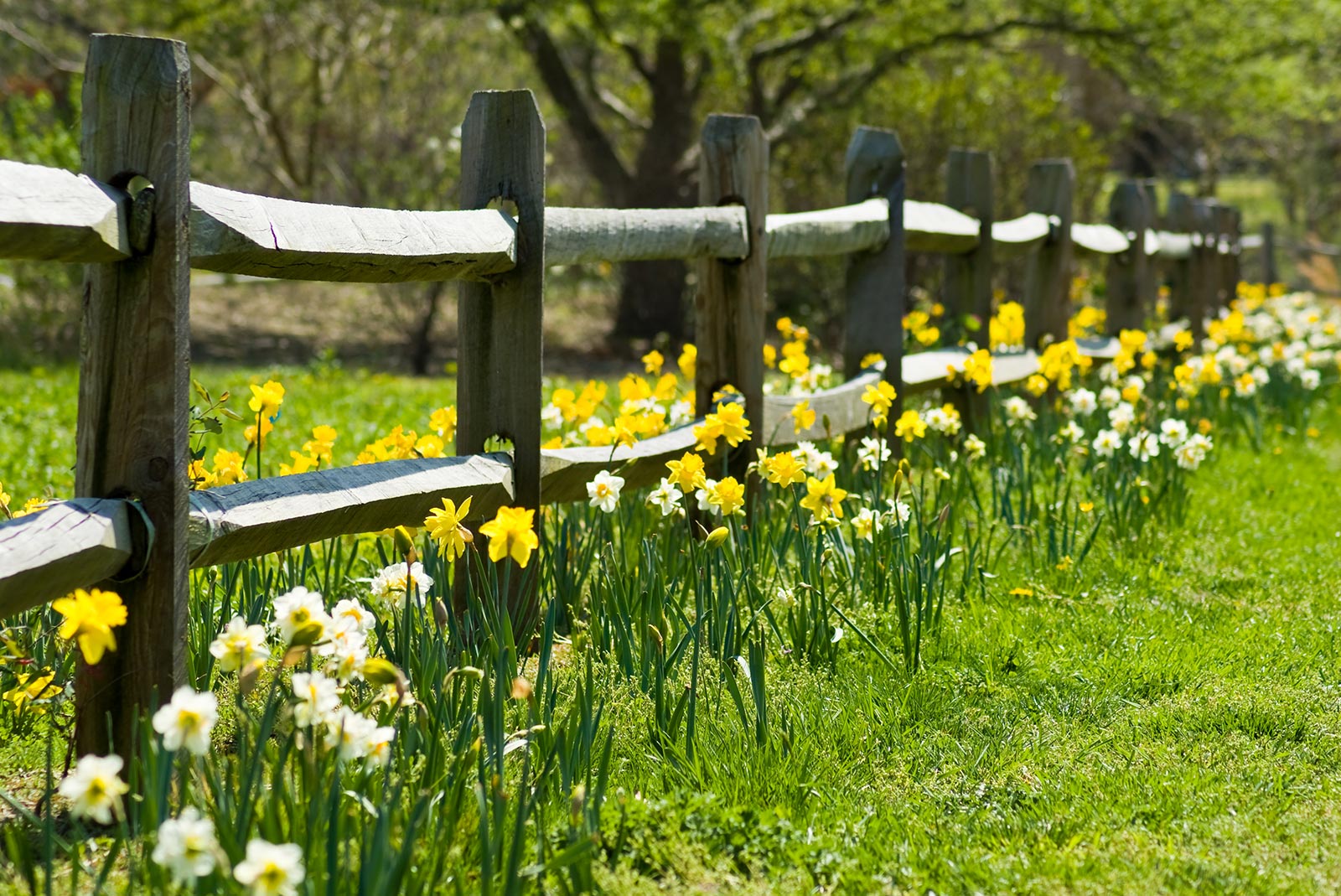 Daffodils in bloom